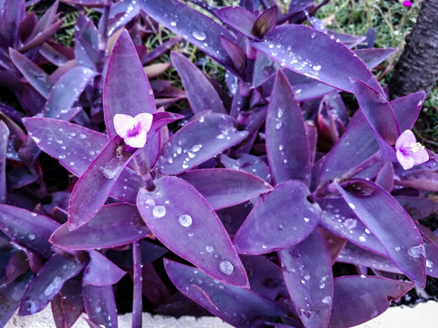 Purple Queen (Tradescantia Pallida Purpurea) - Bird of ParadiseUSA - Small