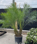 Pygmy Date Palm (Phoenix roebelenii) - Bird of ParadiseUSA - Grower's Pick +5 Feet