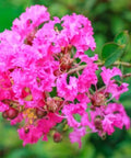 Queen Crepe Myrtle (Lagerstroemia Speciosa) - Bird of ParadiseUSA - 3-4 feet