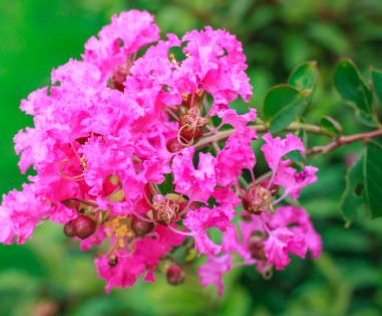Queen Crepe Myrtle (Lagerstroemia Speciosa) - Bird of ParadiseUSA - 3-4 feet