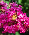 Queen Crepe Myrtle (Lagerstroemia Speciosa) - Bird of ParadiseUSA - 3-4 feet