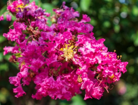 Queen Crepe Myrtle (Lagerstroemia Speciosa) - Bird of ParadiseUSA - 3-4 feet