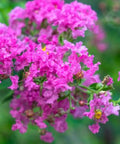 Queen Crepe Myrtle (Lagerstroemia Speciosa) - Bird of ParadiseUSA - 3-4 feet
