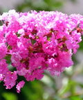 Queen Crepe Myrtle (Lagerstroemia Speciosa) - Bird of ParadiseUSA - 3-4 feet