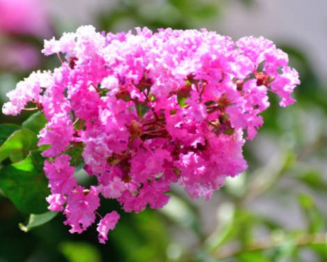 Queen Crepe Myrtle (Lagerstroemia Speciosa) - Bird of ParadiseUSA - 3-4 feet