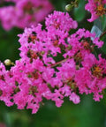 Queen Crepe Myrtle (Lagerstroemia Speciosa) - Bird of ParadiseUSA - 3-4 feet