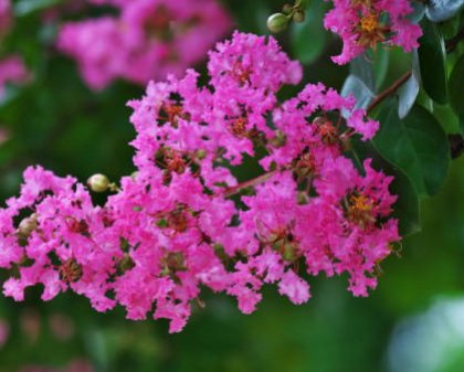 Queen Crepe Myrtle (Lagerstroemia Speciosa) - Bird of ParadiseUSA - 3-4 feet
