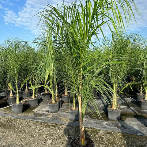 queen palm indoor plant Queen Palm for Sale