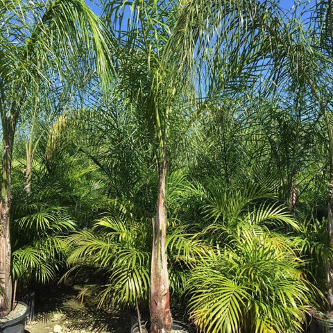 coconut queen palm for sale Queen Palm for Sale