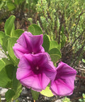 Railroad Vine (Ipomoea Pes-Caprae) - Bird of ParadiseUSA - 3 Gallon