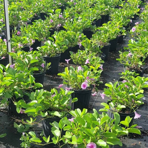 Railroad Vine (Ipomoea Pes-Caprae) - Bird of ParadiseUSA - 3 Gallon