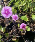 Railroad Vine (Ipomoea Pes-Caprae) - Bird of ParadiseUSA - 3 Gallon