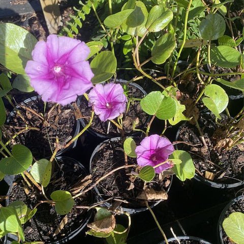 Railroad Vine (Ipomoea Pes-Caprae) - Bird of ParadiseUSA - 3 Gallon