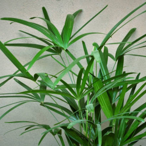 Ralphis Palm (Raphidophyllum) - Bird of ParadiseUSA - 2-3.5 feet