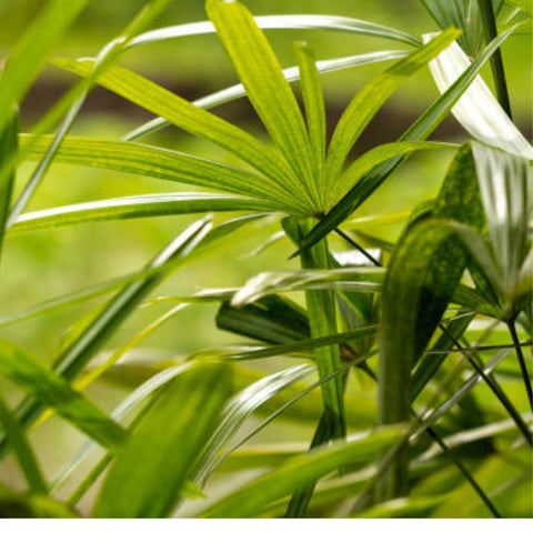 Ralphis Palm (Raphidophyllum) - Bird of ParadiseUSA - 2-3.5 feet