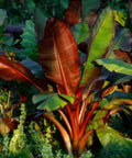 Red Abyssinian Banana (Musa Ensete Maurelii) - Bird of ParadiseUSA - 3 Gallon