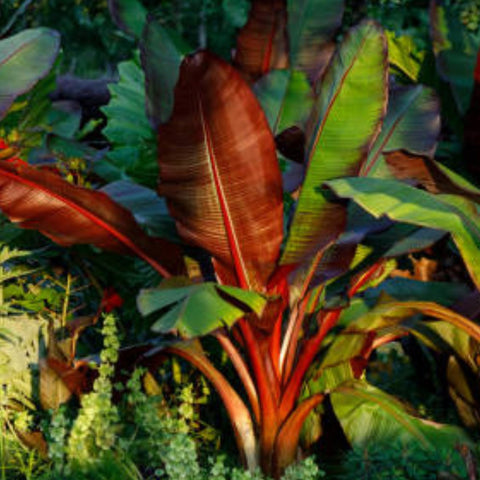 Red Abyssinian Banana (Musa Ensete Maurelii) - Bird of ParadiseUSA - 3 Gallon