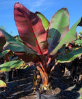 Red Abyssinian Banana (Musa Ensete Maurelii) - Bird of ParadiseUSA - 3 Gallon