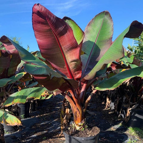 Red Abyssinian Banana (Musa Ensete Maurelii) - Bird of ParadiseUSA - 3 Gallon