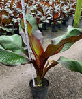 Red Abyssinian Banana (Musa Ensete Maurelii) - Bird of ParadiseUSA - 3 Gallon