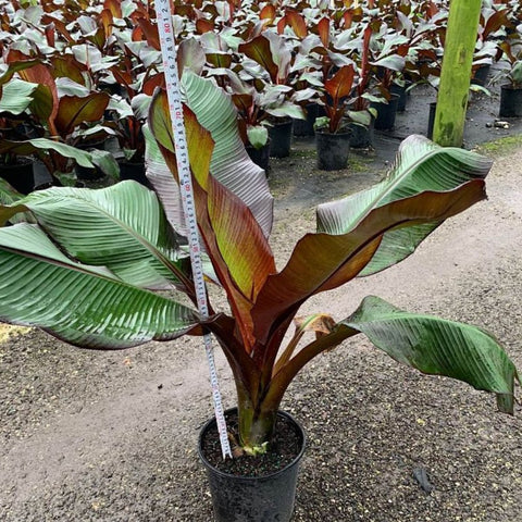 Red Abyssinian Banana (Musa Ensete Maurelii) - Bird of ParadiseUSA - 3 Gallon