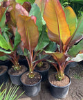 Red Abyssinian Banana (Musa Ensete Maurelii) - Bird of ParadiseUSA - 3 Gallon