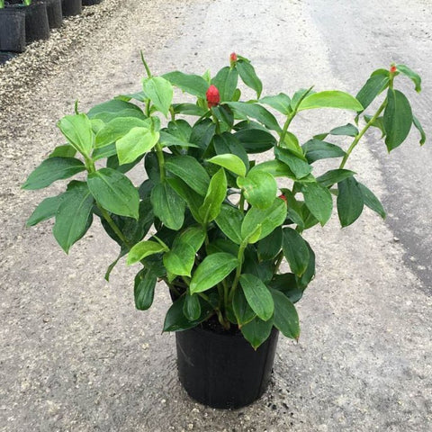 Red Button Ginger (Costus Woodsonii) - Bird of ParadiseUSA - 3 Gallon