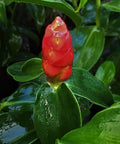 Red Button Ginger (Costus Woodsonii) - Bird of ParadiseUSA - 3 Gallon