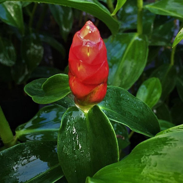 Red Button Ginger (Costus Woodsonii)
