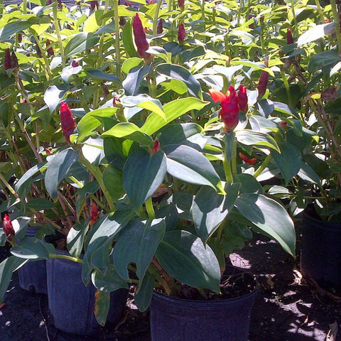 Red Button Ginger (Costus Woodsonii) - Bird of ParadiseUSA - 7 Gallon