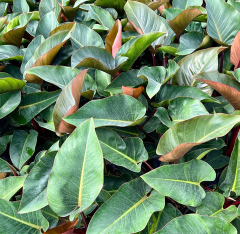 Red Congo Philodendron (Philodendron 'Rojo Congo') - Bird of ParadiseUSA - 3 Gallon