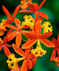 Red Epidendrum Ground Orchid (Epidendrum spp.) - Bird of ParadiseUSA - 3 Gallon