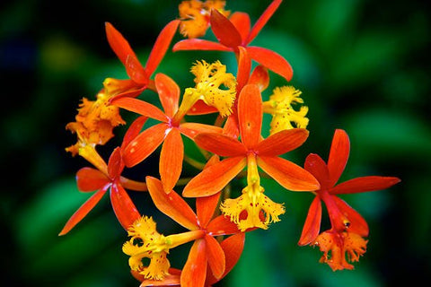 Red Epidendrum Ground Orchid (Epidendrum spp.) - Bird of ParadiseUSA - 3 Gallon