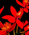 Red Epidendrum Ground Orchid (Epidendrum spp.) - Bird of ParadiseUSA - 3 Gallon