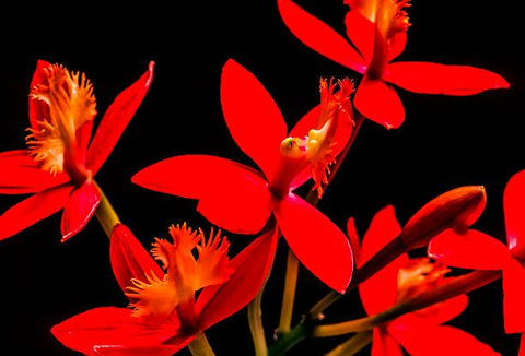 Red Epidendrum Ground Orchid (Epidendrum spp.) - Bird of ParadiseUSA - 3 Gallon
