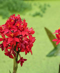 Red Epidendrum Ground Orchid (Epidendrum spp.) - Bird of ParadiseUSA - 3 Gallon