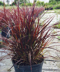 Red Fountain Grass (Pennisetum Setaceum 'Rubrum') - Bird of ParadiseUSA - 3 Gallon