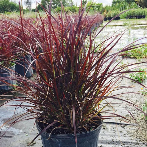 Red Fountain Grass (Pennisetum Setaceum 'Rubrum') - Bird of ParadiseUSA - 3 Gallon