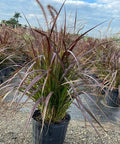 Red Fountain Grass (Pennisetum Setaceum 'Rubrum') - Bird of ParadiseUSA - 3 Gallon