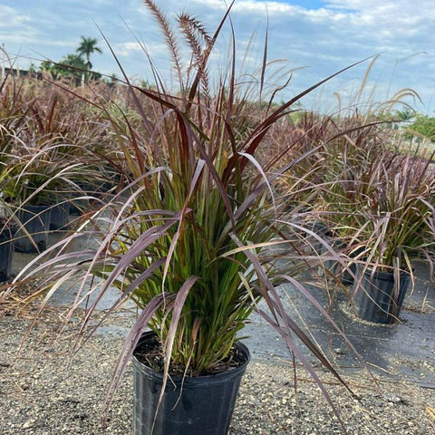 Red Fountain Grass (Pennisetum Setaceum 'Rubrum') - Bird of ParadiseUSA - 3 Gallon