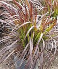 Red Fountain Grass (Pennisetum Setaceum 'Rubrum') - Bird of ParadiseUSA - 3 Gallon