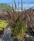 Red Fountain Grass (Pennisetum Setaceum 'Rubrum') - Bird of ParadiseUSA - 3 Gallon
