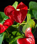 Red Heart Anthurium (Anthurium Andraeanum) - Bird of ParadiseUSA - 3 Gallon
