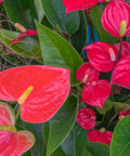 Red Heart Anthurium (Anthurium Andraeanum) - Bird of ParadiseUSA - 3 Gallon