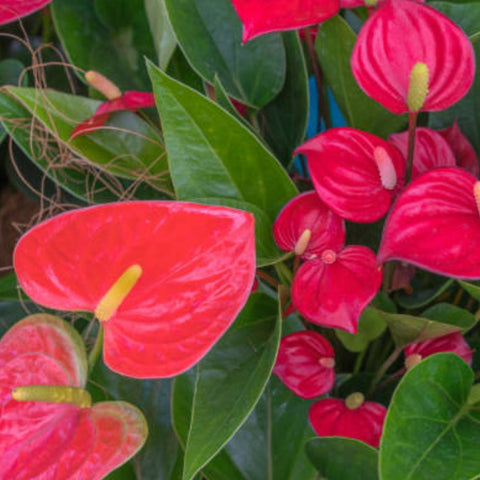 Red Heart Anthurium (Anthurium Andraeanum) - Bird of ParadiseUSA - 3 Gallon