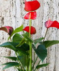 Red Heart Anthurium (Anthurium Andraeanum) - Bird of ParadiseUSA - 3 Gallon
