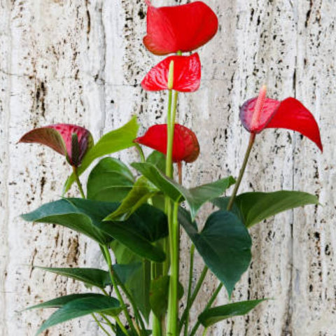 Red Heart Anthurium (Anthurium Andraeanum) - Bird of ParadiseUSA - 3 Gallon