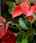 Red Heart Anthurium (Anthurium Andraeanum) - Bird of ParadiseUSA - 3 Gallon