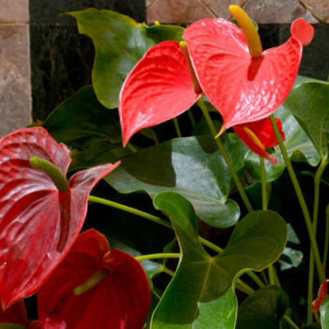 Red Heart Anthurium (Anthurium Andraeanum) - Bird of ParadiseUSA - 3 Gallon