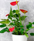 Red Heart Anthurium (Anthurium Andraeanum) - Bird of ParadiseUSA - 3 Gallon